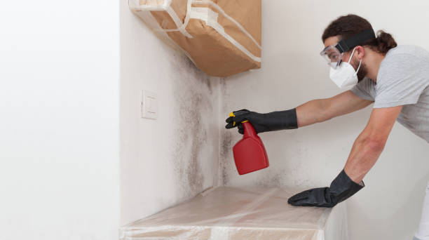 Professional Mold Removal technician working in Burlington, KY